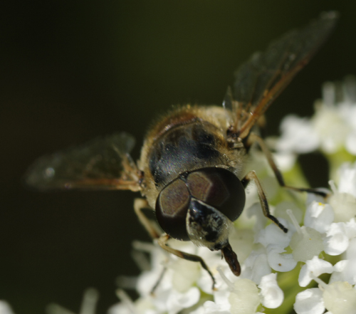 Eristalis sp? 2